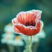colore vintage del fiore di papavero in fiore foto