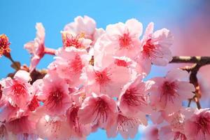 fiore di ciliegio rosa con cielo blu foto