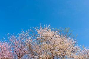 fiori di ciliegio rosa con un cielo blu sullo sfondo