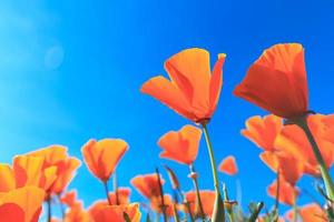 campo di papaveri e fiori di campo alla luce del sole sotto un cielo blu