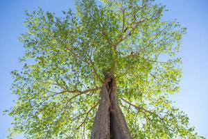 un albero dal basso foto