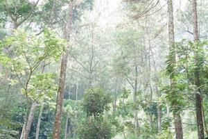 bellissimo verde foresta come un' sfondo foto