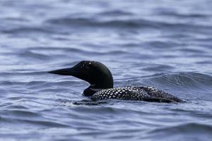 un' gavia nuoto su georgiano baia, ontario. foto