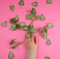 femmina mano e fresco verde le foglie di un' pianta su un' rosa sfondo foto