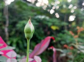 giovane rosa mini cuffie nel il fiore giardino foto