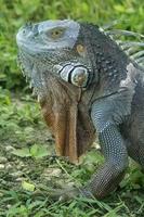 iguana è un' genere di lucertola quello vite nel il tropici. anolis carolinensis o verde anole è un' specie di dimora sugli alberi anole lucertola, macro lucertola, macro iguana, natura foto