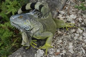 iguana è un' genere di lucertola quello vite nel il tropici. anolis carolinensis o verde anole è un' specie di dimora sugli alberi anole lucertola, macro lucertola, macro iguana, natura foto
