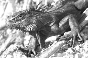 iguana è un' genere di lucertola quello vite nel il tropici. anolis carolinensis o verde anole è un' specie di dimora sugli alberi anole lucertola, macro lucertola, macro iguana, natura foto