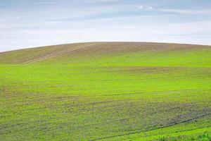 verde agricoltura campo foto