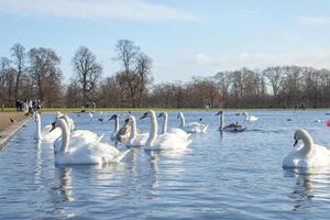 bellissimo Visualizza di muto cigni nuoto su lago nel parco a Londra foto