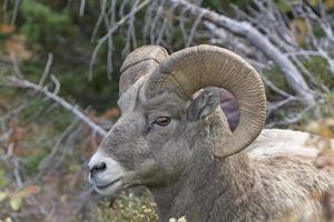 grande corno pecora nel il terre selvagge foto