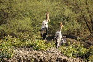 dipinto cicogne nel il giungle di un' nazionale parco nel India foto
