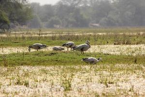 bar headed oche nel il zone umide di il keoladeo nazionale parco nel Bharatpur, India. foto