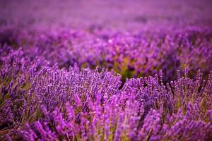 primo piano cespugli di fiori aromatici viola lavanda foto