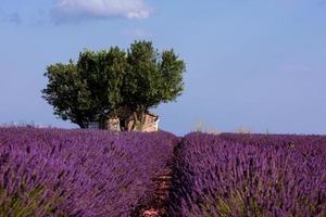 vecchia casa di mattoni e albero solitario al campo di lavanda foto