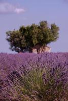 campo di fiori di lavanda viola con albero solitario foto