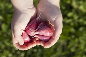 aglio rosso sbucciato foto