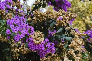 bouganville albero fresco e secco fiori foto