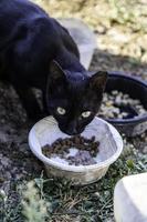 gatto nero per strada foto