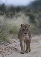 africano Leone maschio a piedi nel sabbia duna a Alba, grande maschio kalahari Leone con nero criniera, foto