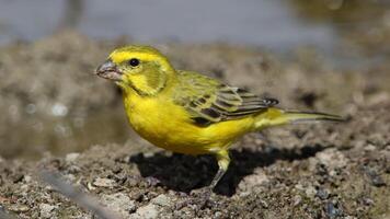 giallo canarino mangiare semi, atlantico canarino, un' piccolo brasiliano selvaggio uccello. foto