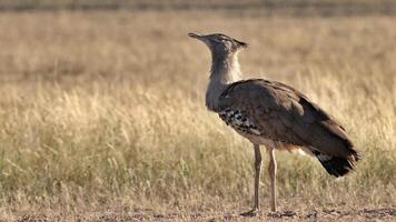 botswana. chobe nazionale parco nel kori otarda nel volo con naturale sfondo foto