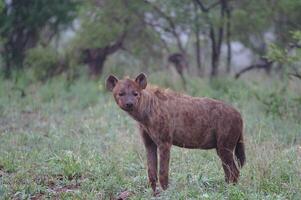 macchiato iena nel il masai mara nazionale parco, bellissimo tramonto o Alba nel amboseli foto