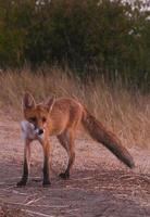 curioso rosso peloso cucciolo di volpe nel il boschi foto