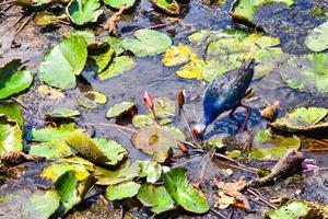 uccello nel un' lago nel phatthalung.south thatiland foto