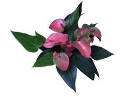 fenicottero fiore o treccia anthurium fiore mazzo. vicino su esotico rosa-viola fiore su verde le foglie isolato su bianca sfondo. foto