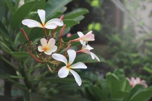 plumeria o frangipani o tempio albero fiori. vicino su rosa-bianco plumeria fiore mazzo su verde foglia nel giardino con mattina luce. foto