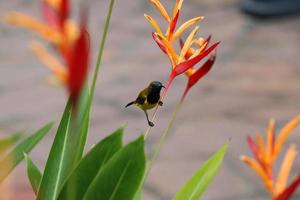 oliva sostenuto sunbird foto