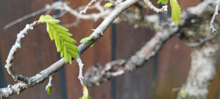 gledizia è un' genere di alberi nel il famiglia fabaceae foto