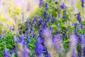 sfondo di fiori naturali foto