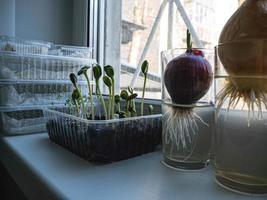 assortimento di microverdi. fresco biologico produrre. casa crescita su il finestra. foto