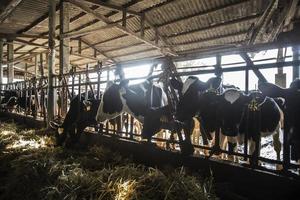 latteria o mucca azienda agricola foto