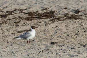 gabbiano su il spiaggia nel zingst. uccello in esecuzione attraverso il sabbia su il riva del mare foto