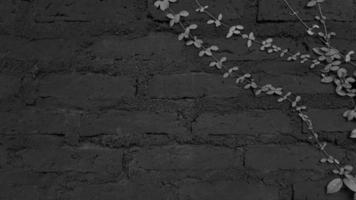 buio grigio o grigio vite, strisciante pianta su nero mattone parete sfondo con copia spazio. le foglie su calcestruzzo sfondo. struttura e bellezza nel natura concetto. albero crescita su ruvido pavimento. foto