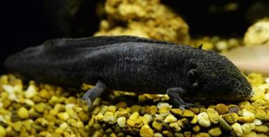 Axolotl nuoto subacqueo fotografia di nero salamanda marino vita pesce serbatoio acquario foto