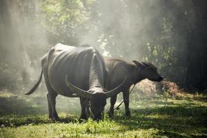 Asia bufalo acqua pascolo erba nel campo a campagna agricolo azienda agricola foto