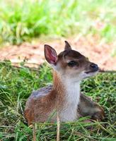 poco giovane cerbiatto cervo carino animale natura - vecchio cervo dire bugie su erba tamin , corna di fronte foto