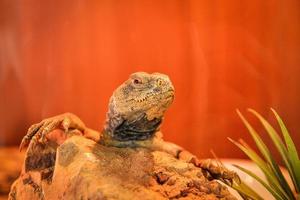 coperto di spine dalla coda agamid lucertole Uromastyx coperto di spine genere asiatico agamid su il roccia foto