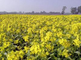 Locale villaggio giallo fiore radunato campo foto