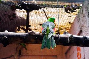 selettivo messa a fuoco di il dalle ali rosse pappagallo arroccato nel suo gabbia. foto