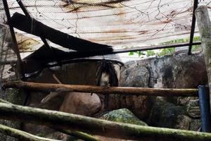 selettivo messa a fuoco di dalla testa bianca avvoltoio arroccato su suo gabbia. foto