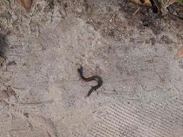 occidentale tre dita dei piedi scinco, calcicidi striato, un' genere di verme, serpente, lucertola con minuscolo gambe, a strisce cieco serpente, lento verme, allungata lucertola, innocuo foto