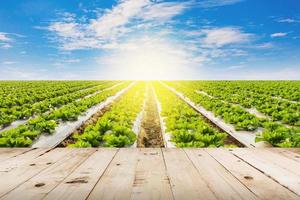 legna tavolo e campo luttuga con cielo luce del sole foto