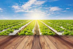 verde lattuga e di legno pavimento su campo agricuture con blu cielo foto