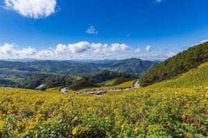 tung bua tong girasole messicano a maehongson, thailandia foto