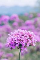 viola fiori su bellissimo bokeh sfondo. foto